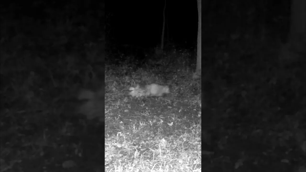 Leaf Butt OPOSSUM Showed Up AGAIN!!!