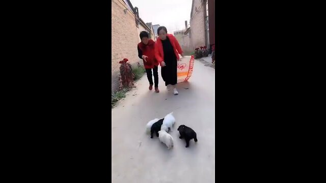 Best Funny Videos 2022 Chinese Funny clips daily shorts