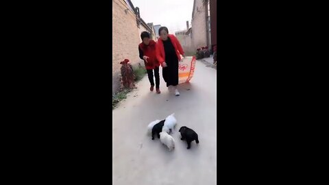 Best Funny Videos 2022 Chinese Funny clips daily shorts