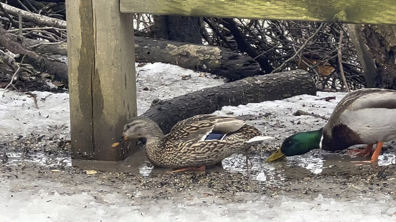 Ducks still slurping muddy water