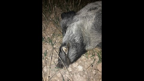 A big hog down