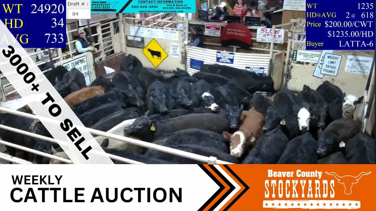 3/7/2023 - Beaver County Stockyards Livestock Auction