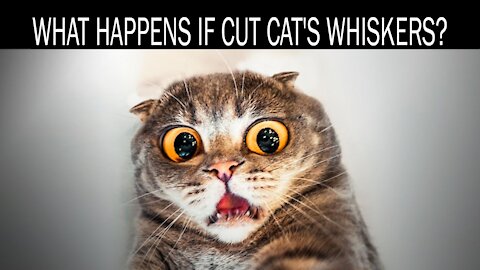 What happens if you cut cat's whiskers