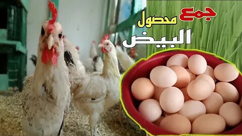 تربية الدجاج البلدي ،اليوم جمعت محصول البيض #دجاج