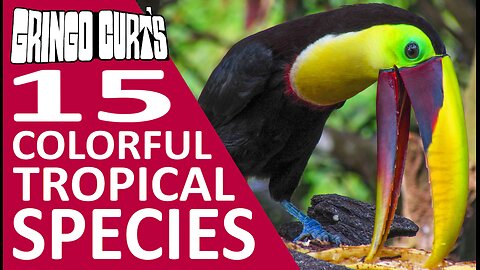 Tropical Bird Feeder - Jungle of Costa Rica