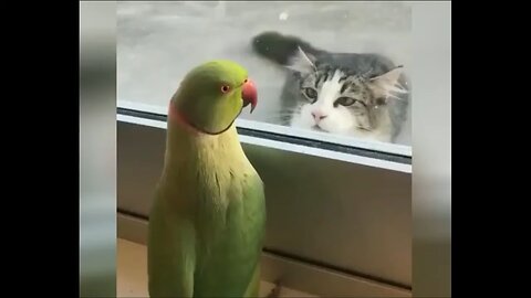 Funny Animals
