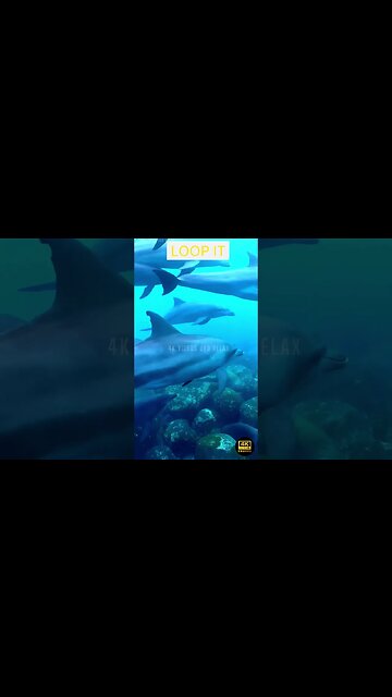 Most Beautiful Dolphin 4K Ultra HD - top 50 • most beautiful Dolphin in the world 4k ultra hd