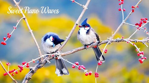 Beautiful Relaxing Music - Peaceful Soothing Instrumental Music, Stress Relief, Sleep Music