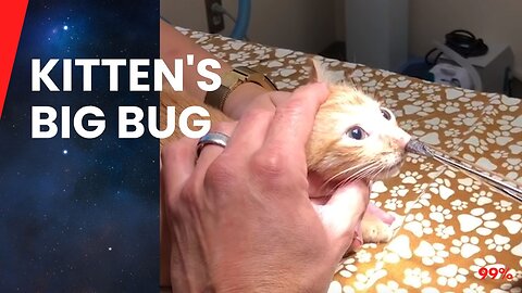 Giant Parasite Pulled from Tiny Kitten's Nose!