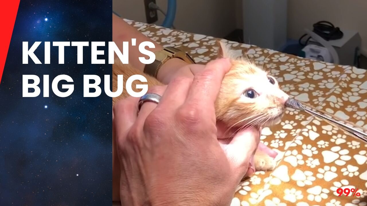 Giant Parasite Pulled from Tiny Kitten's Nose!