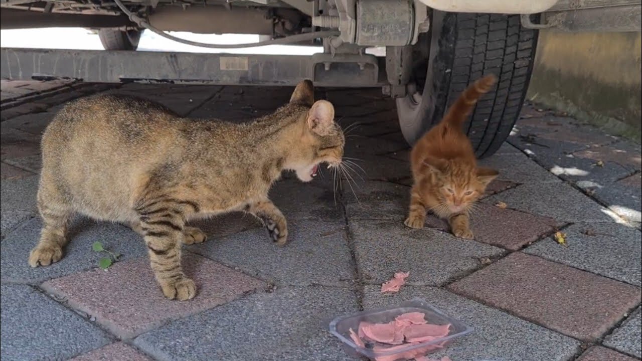 Hungry Mother Cat beats the Kitten by not sharing its food even with her own Kitten.