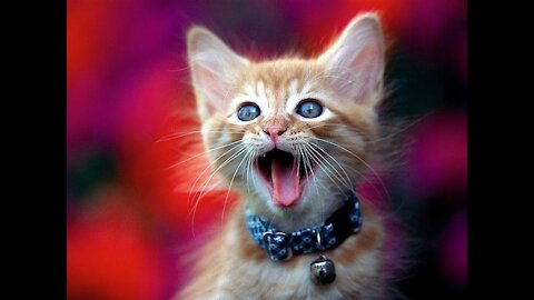 Animals Humor They talk! Laughter!