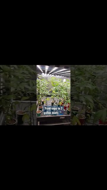 Moving into their forever homes 🏡 #shorts