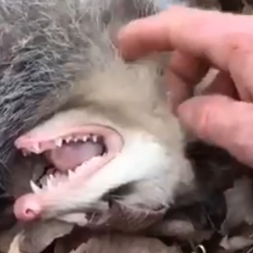 Turns Out This Is NOT A Cat In The Forest