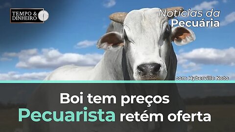 Boi tem preços firmes e alta na referência de São Paulo.Pecuarista retém oferta