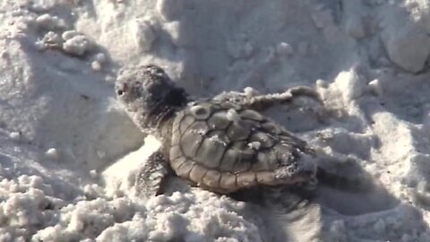 Tips to help keep sea turtles safe this nesting season