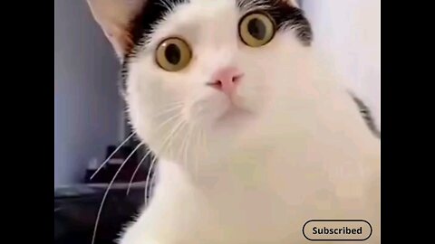 beautiful cute funny cat😻🙀 trending video