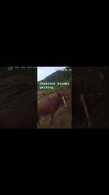 Farm surveillance. Chestnut brumby