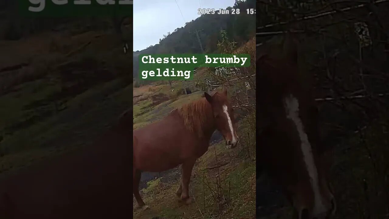 Farm surveillance. Chestnut brumby