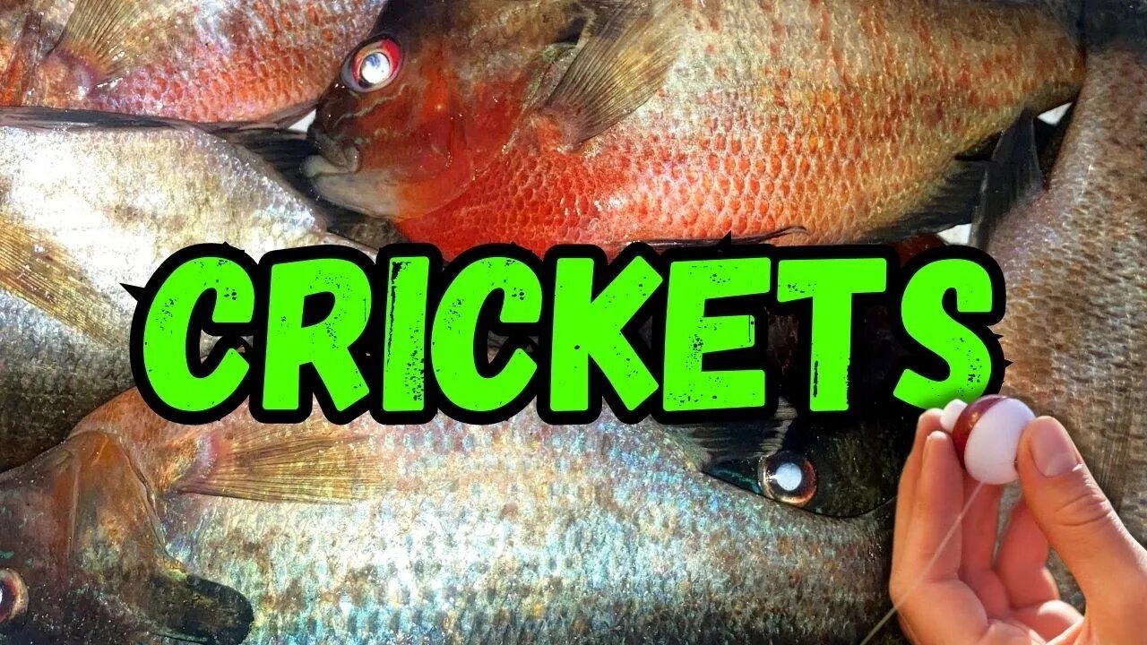 Crickets: The Secret Weapon for Rebreast Fishing on the Canoochee River!