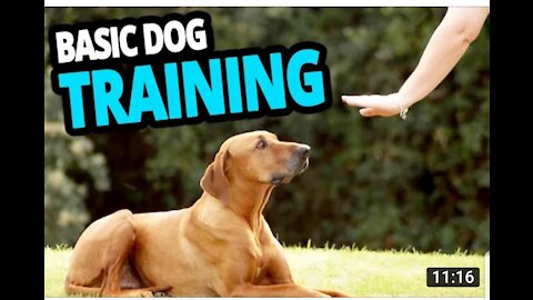 Make your dog more obedient with this simple trick