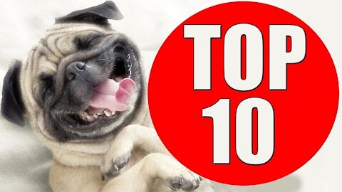 TOP 10 dog barking videos compilation 2016 ♥ Dog barking sound - Funny dogs