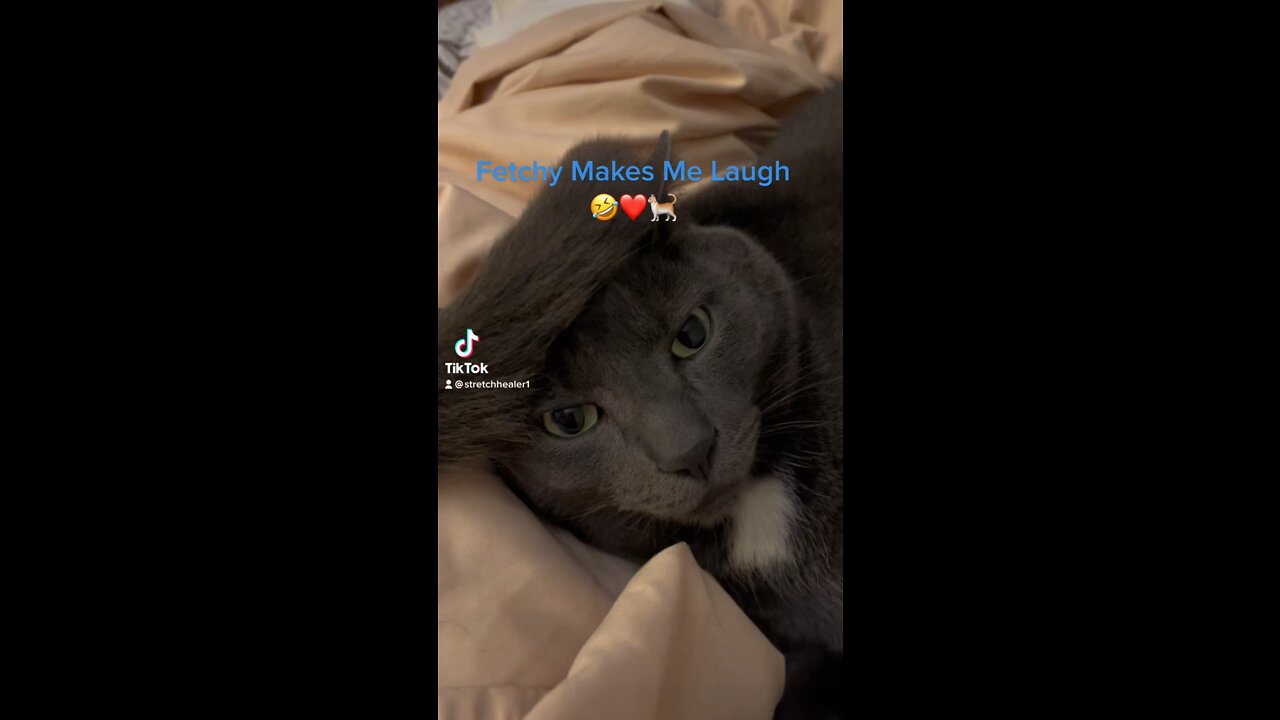 Fetch Makes Me Laugh ❤️🤣🐈