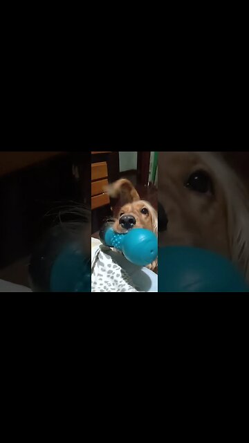 #dogshow, #amimals, #dogs, #shorts