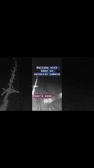 Wallaby with Joey in pouch caught on security camera