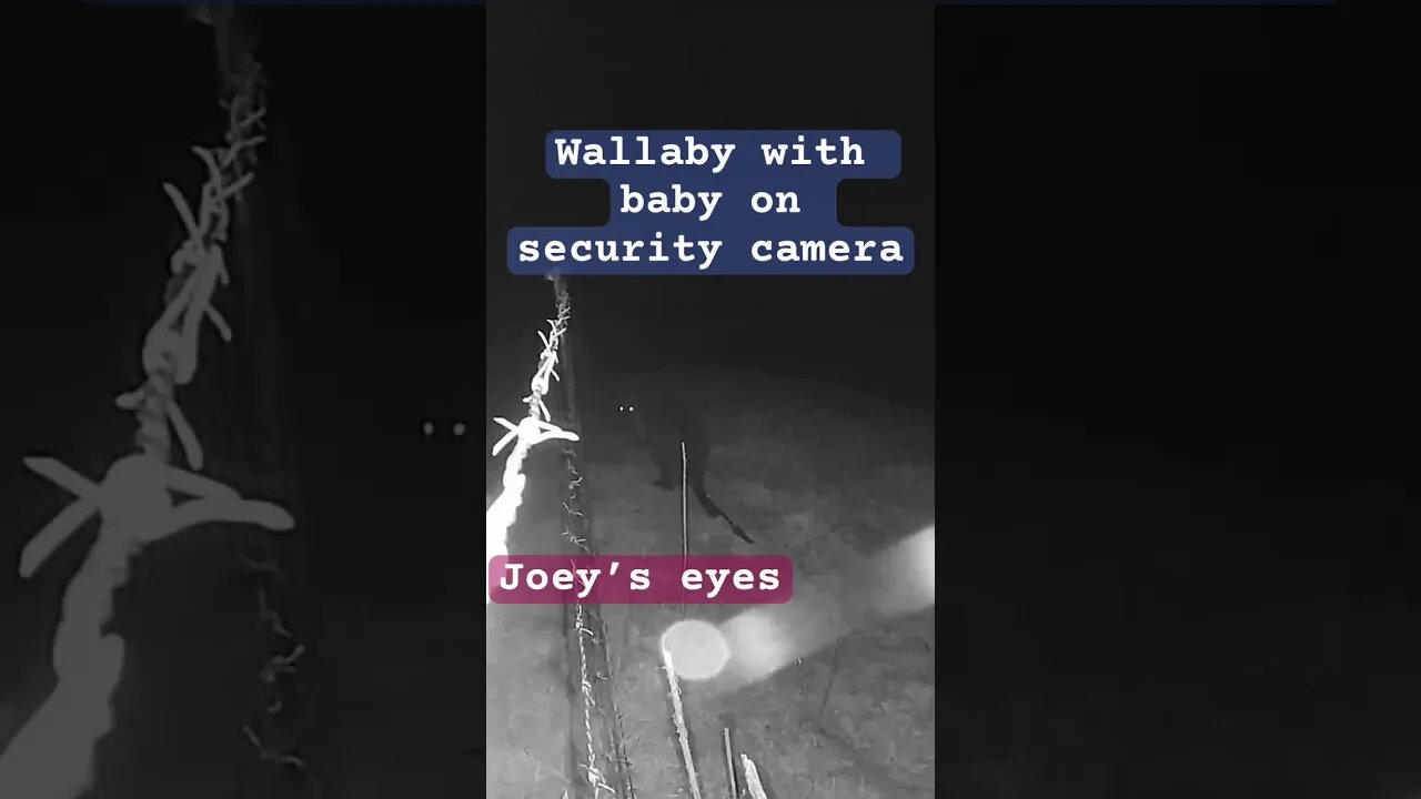 Wallaby with Joey in pouch caught on security camera