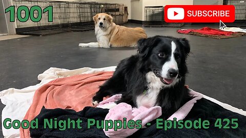 [1001] GOOD NIGHT PUPPIES - EPISODE 425 [#dogs #doggos #doggos #puppies #dogdaycare]