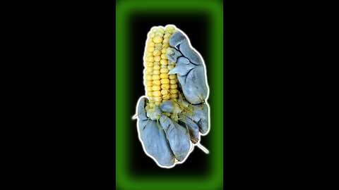 HUITLACOCHE Unveiled The FUNGAL Flirtation with CORN