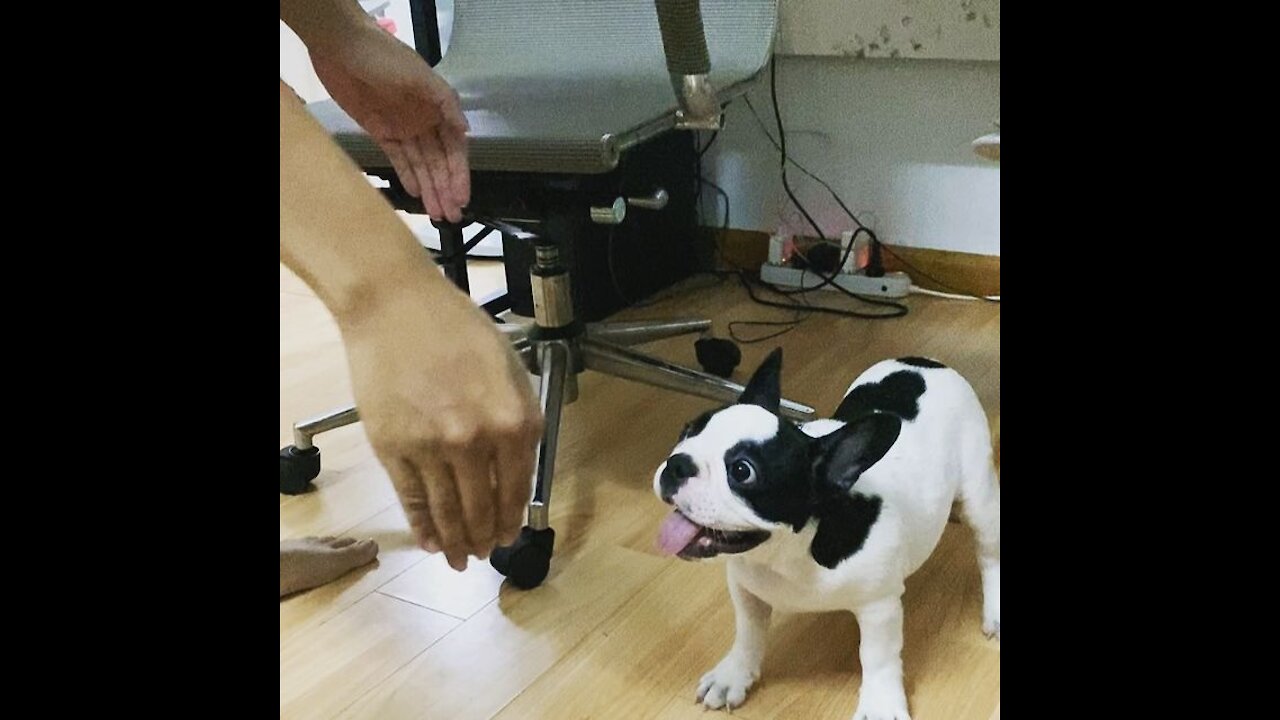 Happy Frenchie puppy playing with his Dad