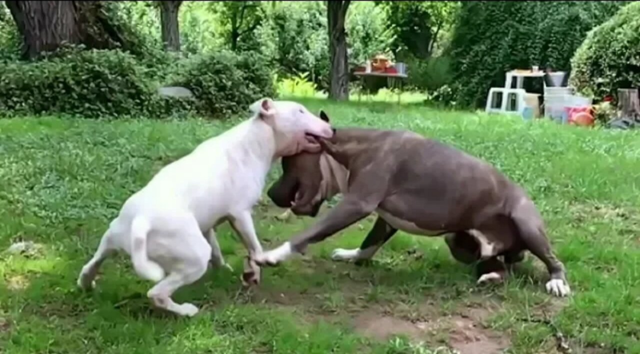 Pitbull vs Bull Terrier - Bull Terrier vs Pitbull