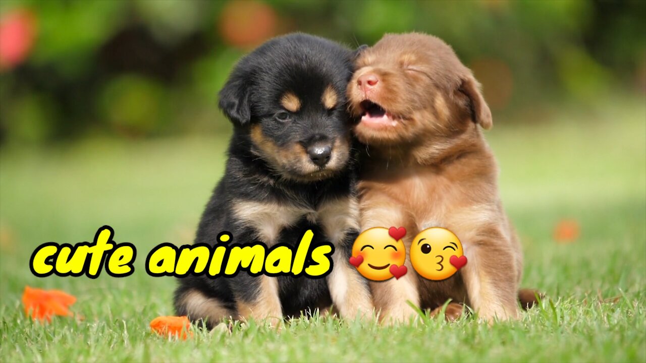 Cute Animals 😘😘🥰