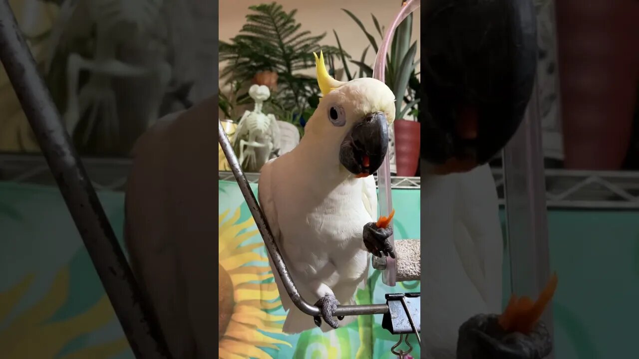 Eat your veggies #cutepets #shorts #cockatoo #parrot #birdshorts #veggies