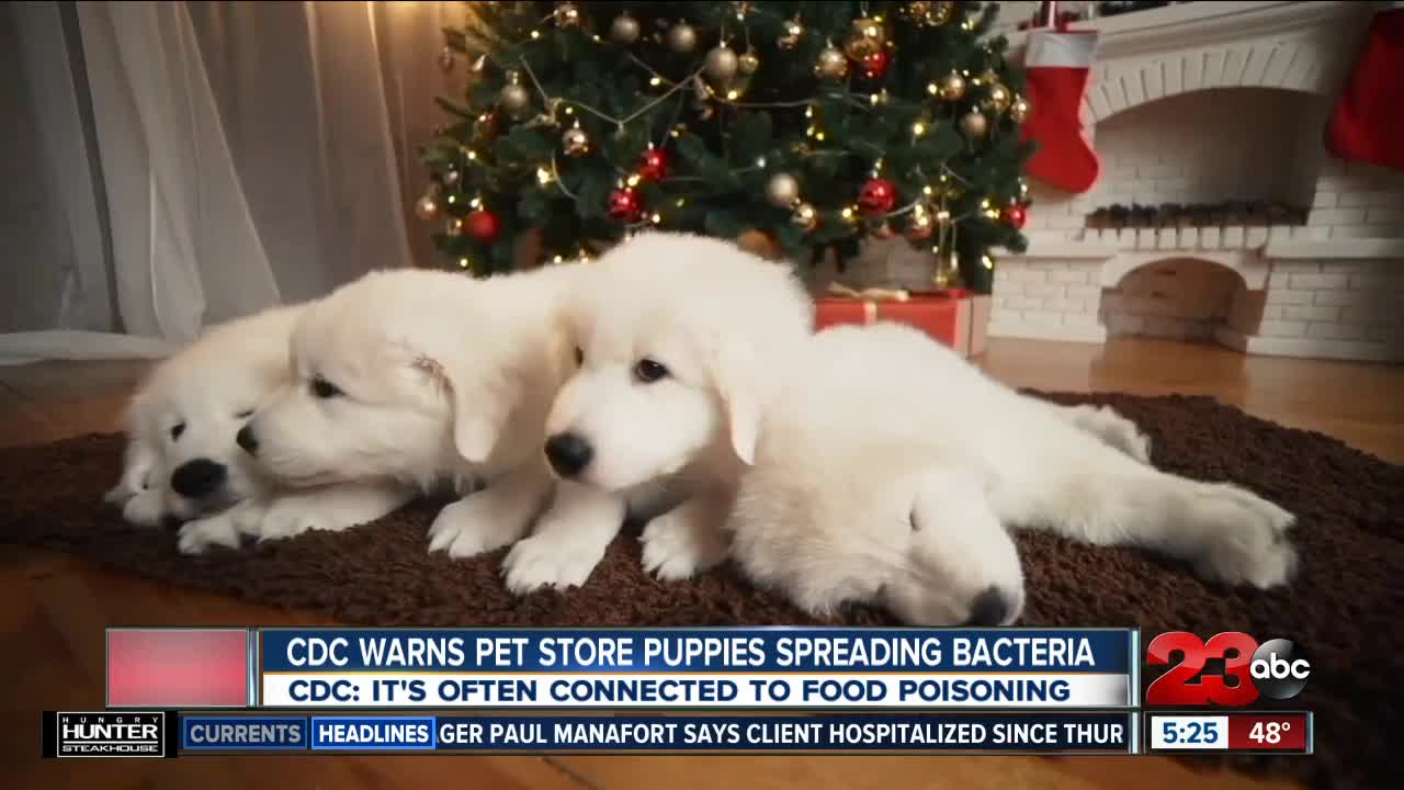 CDC warns pet store puppies spreading bacteria