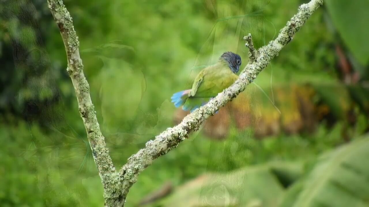 The most beautiful birds in bright colors with soothing music part III