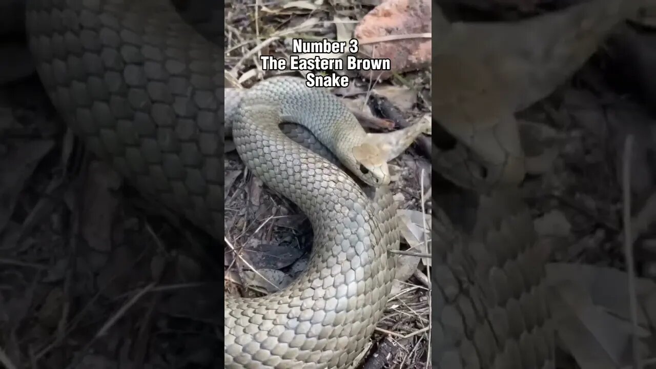 Top 5 most venomous snakes on earth 🐍