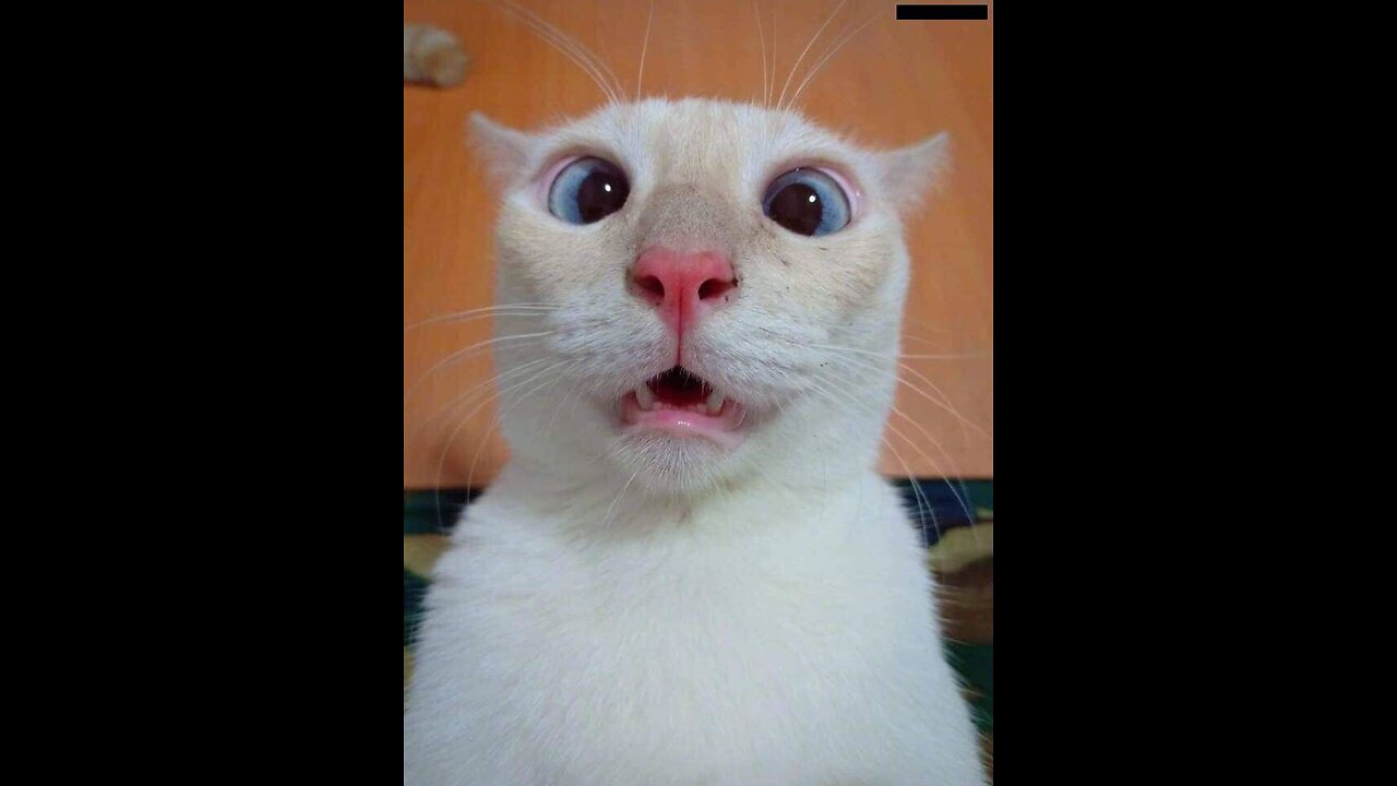 Hilarious Cat Moments Caught on Camera