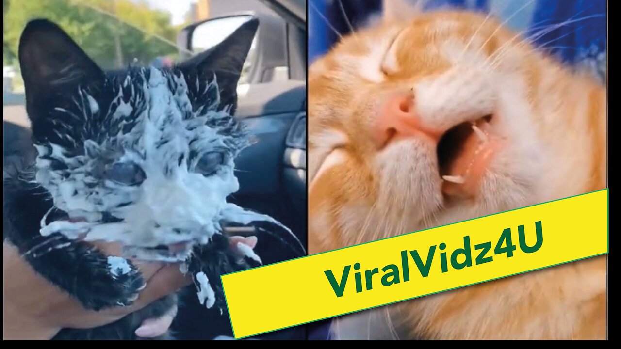 Super cute viral cats compilation #1 ViralVidz4U