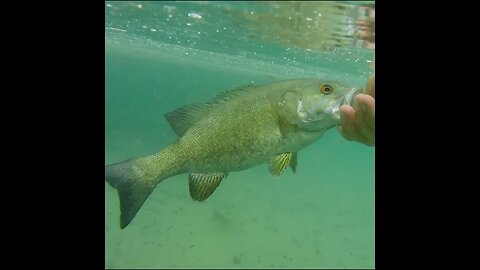 smallmouth bass release