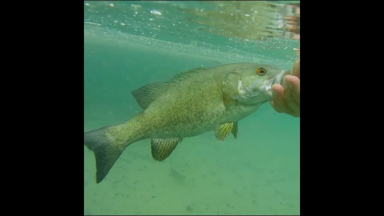 smallmouth bass release