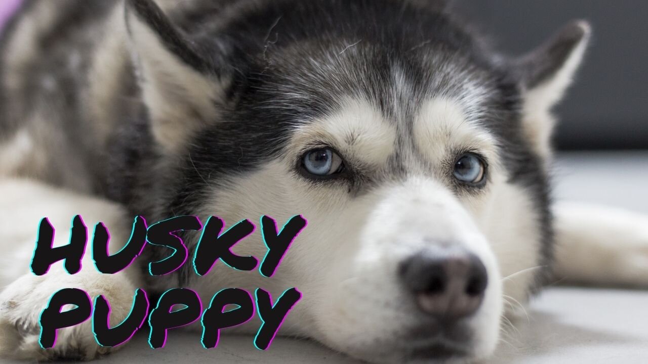 husky cute puppy