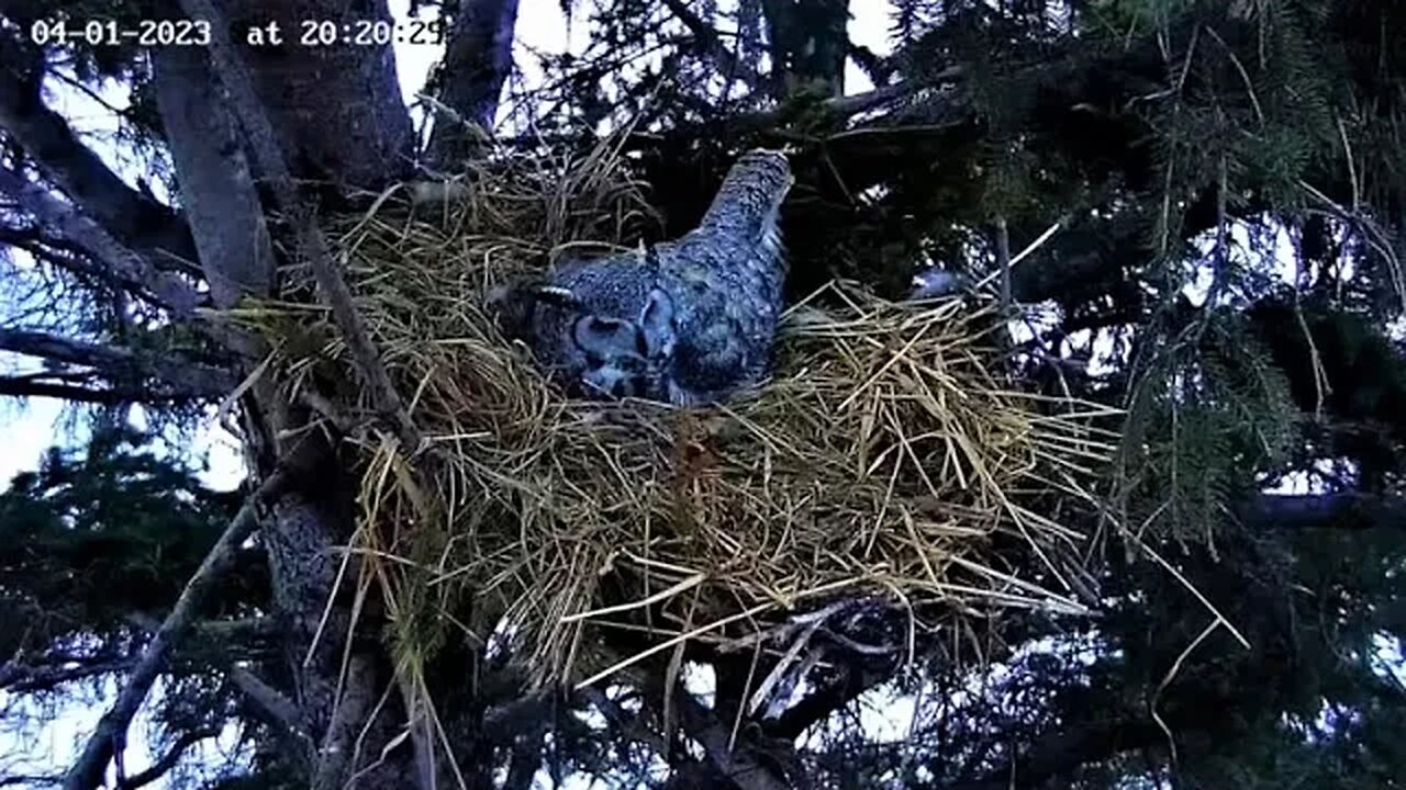 Ellie Takes Her Break 🥚🥚🥚 04/01/23 20:10