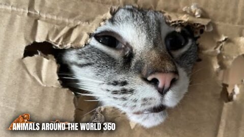 Funny Animals - Funny Cats / Dogs / Best Videos of June 2022