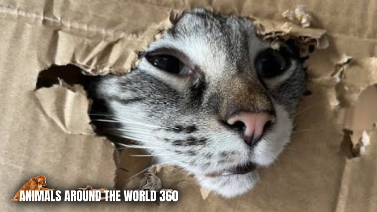 Funny Animals - Funny Cats / Dogs / Best Videos of June 2022