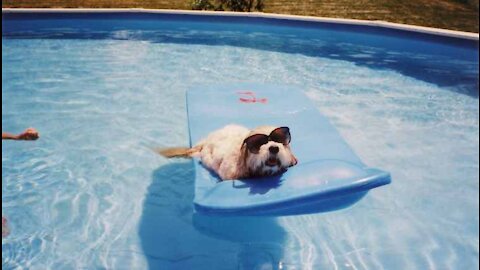 Funny dog ​​resting in the pool