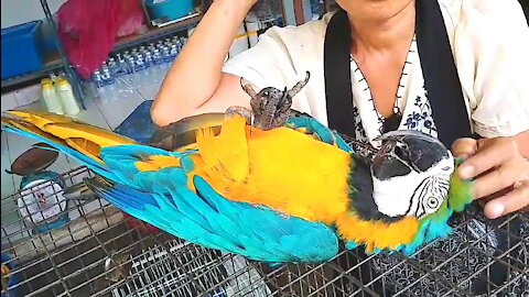 The parrot gets a massage.