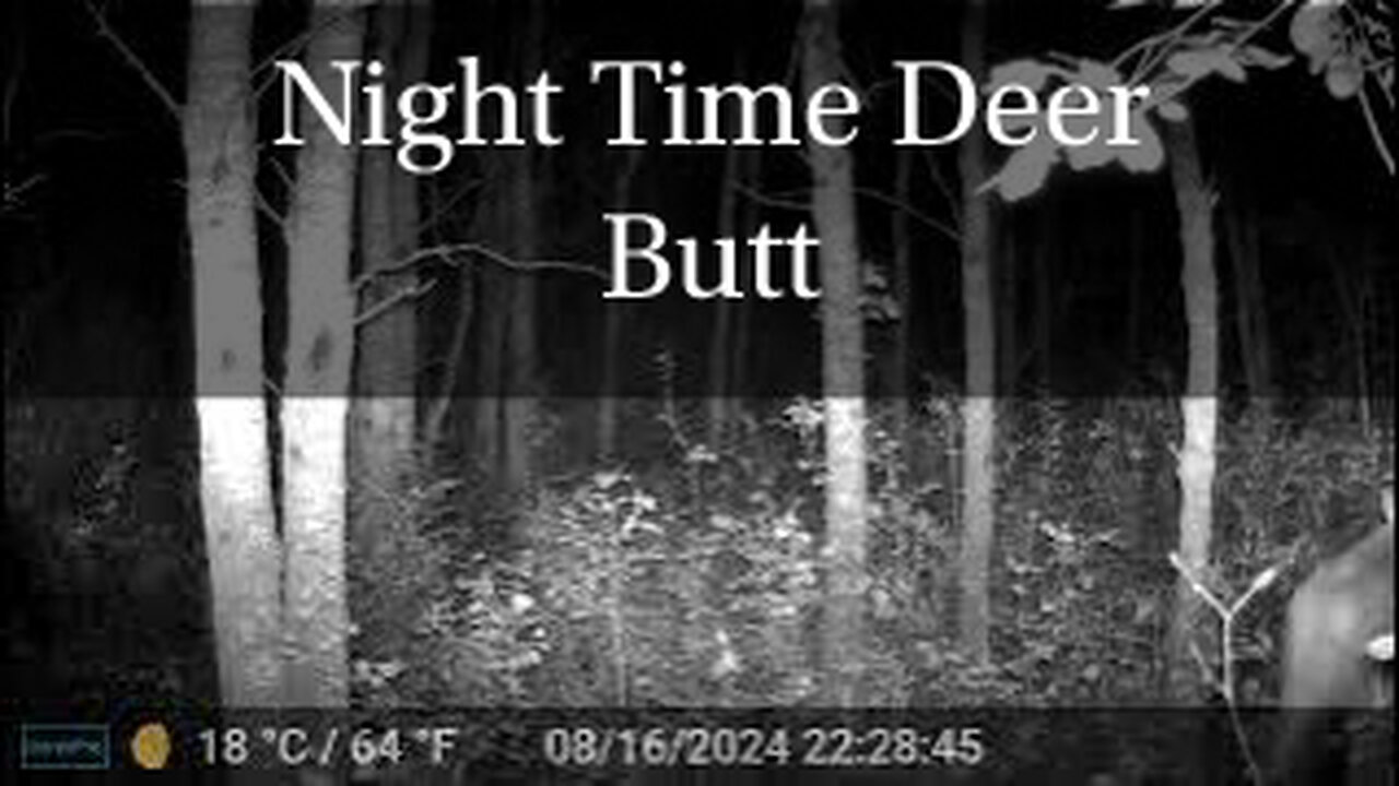 Night Time Deer Butt